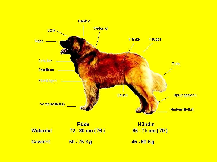 Standard Leonberger gelb