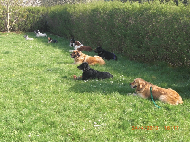 Hundeplatz 04.2010