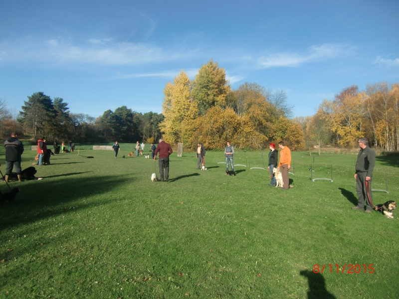 Hundeplatz 07.11.2015 2