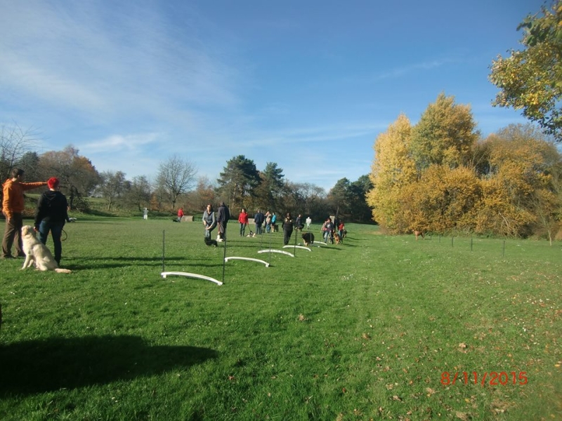 Hundeplatz 08.11.2015  2