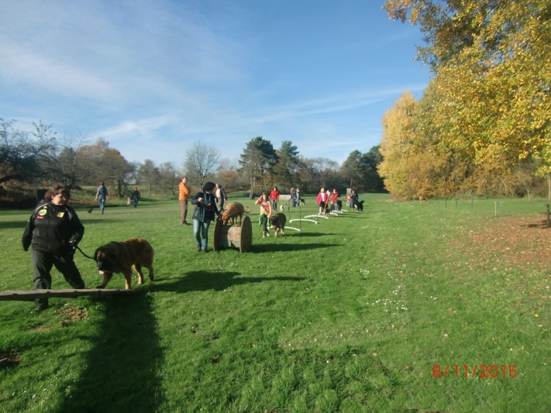 Hundeplatz 08.11.2015  3
