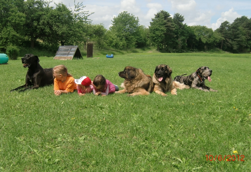 Hundeplatz 10.06.2012