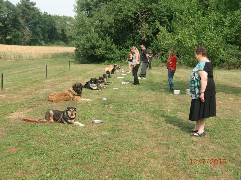 Hundeplatz 11.07.2015  1
