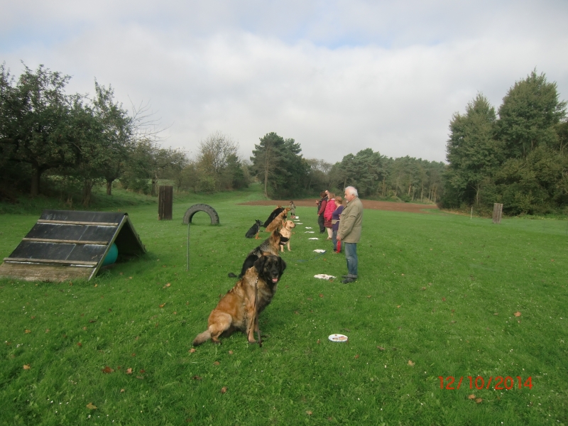 Hundeplatz 12.10.2014  2