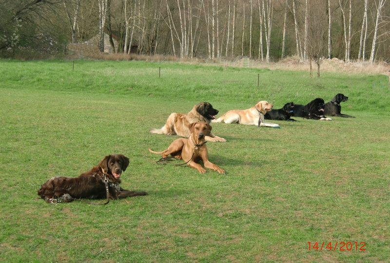 Hundeplatz 14-04-2012