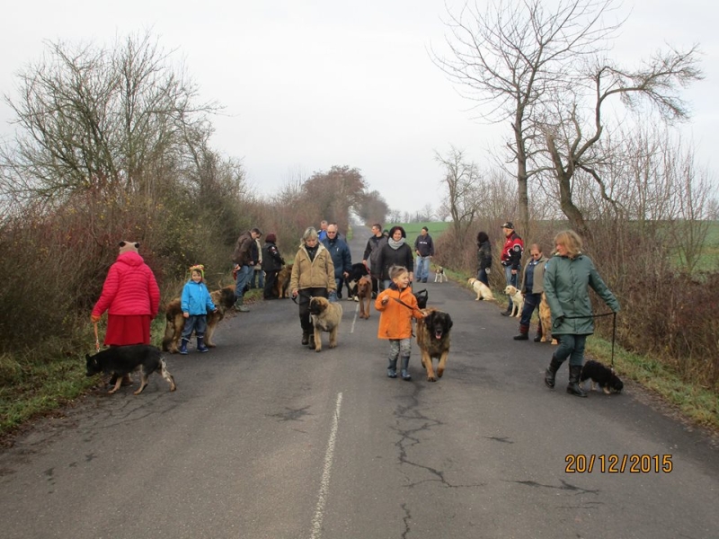 Hundeplatz 20.12.2015  0