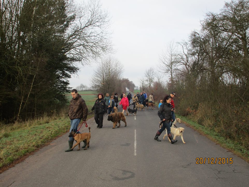 Hundeplatz 20.12.2015  10