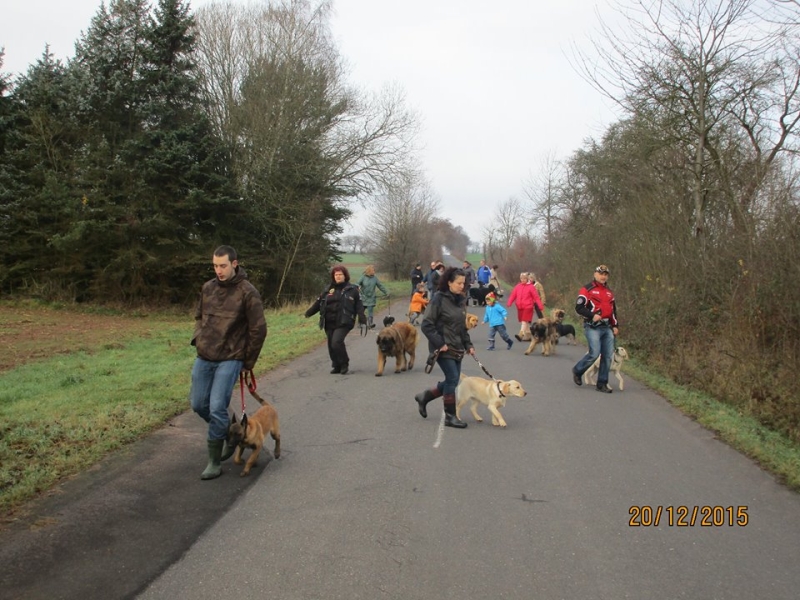 Hundeplatz 20.12.2015  14