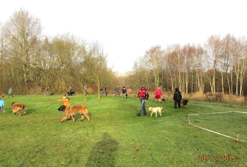 Hundeplatz 20.12.2015  2