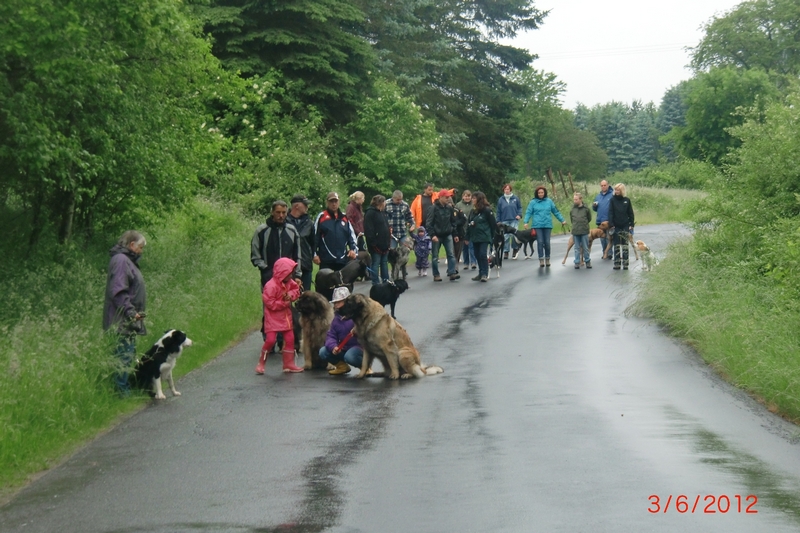 Tag des Hundes  2012 1
