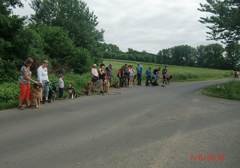 Tag des Hundes 07.06.2015  1