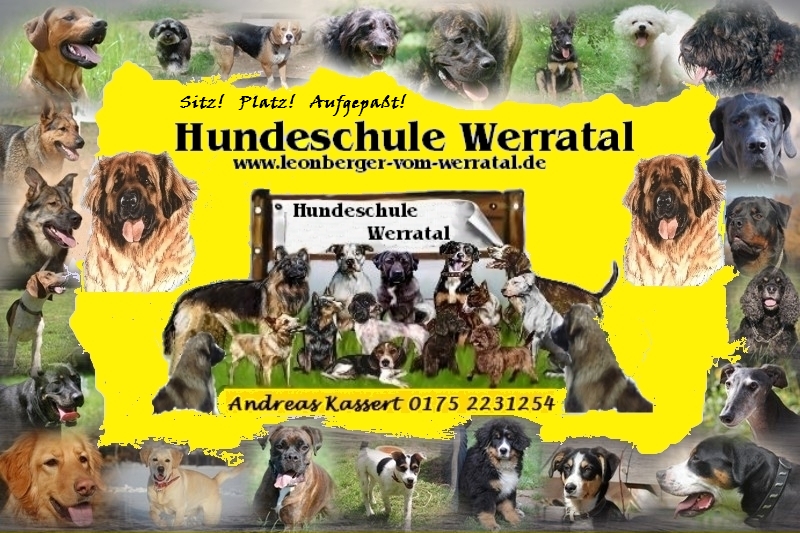 Hundeschule Hunde Banner