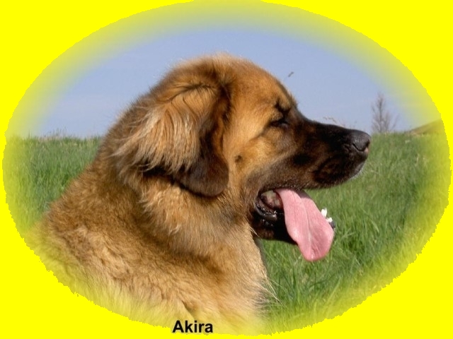Akira