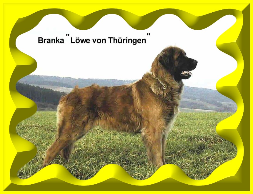 Branka