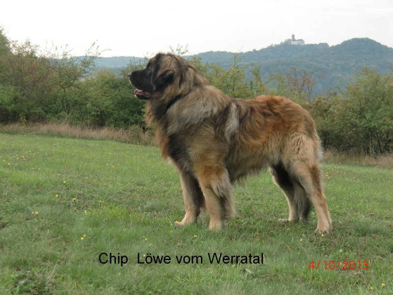 Chip  10-2013  1.JPG