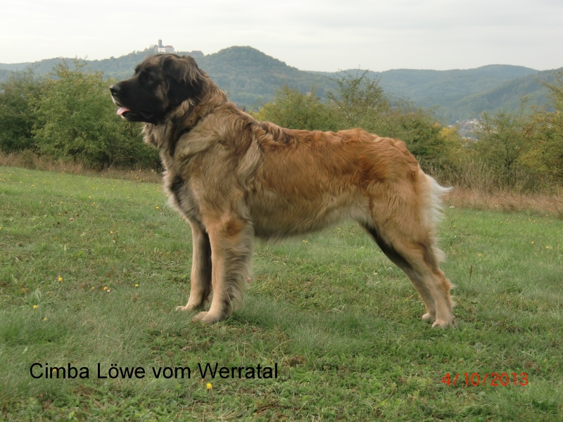 Cimba 10-2013 .JPG