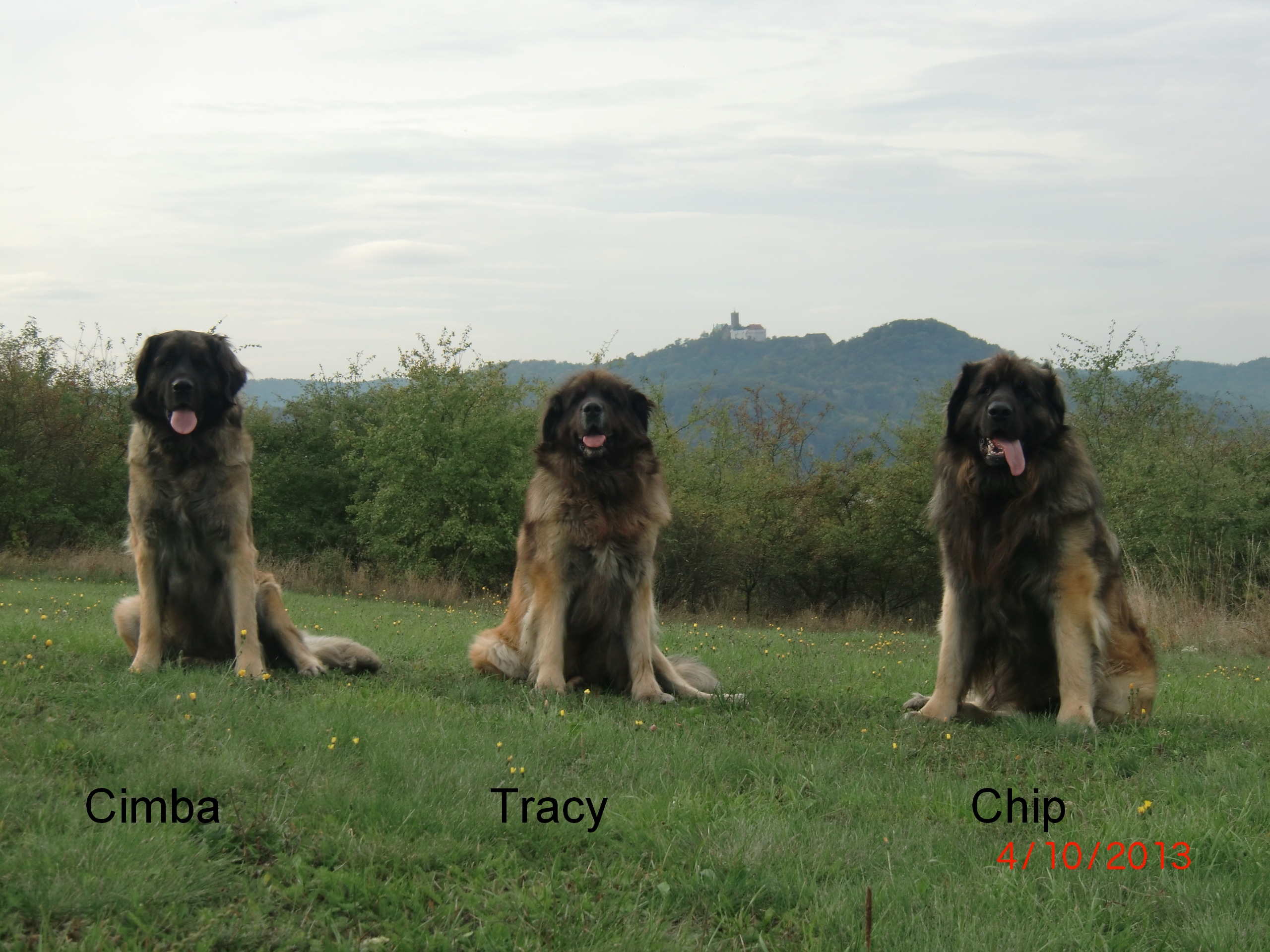 Cimba Tracy Chip  10-2013.JPG