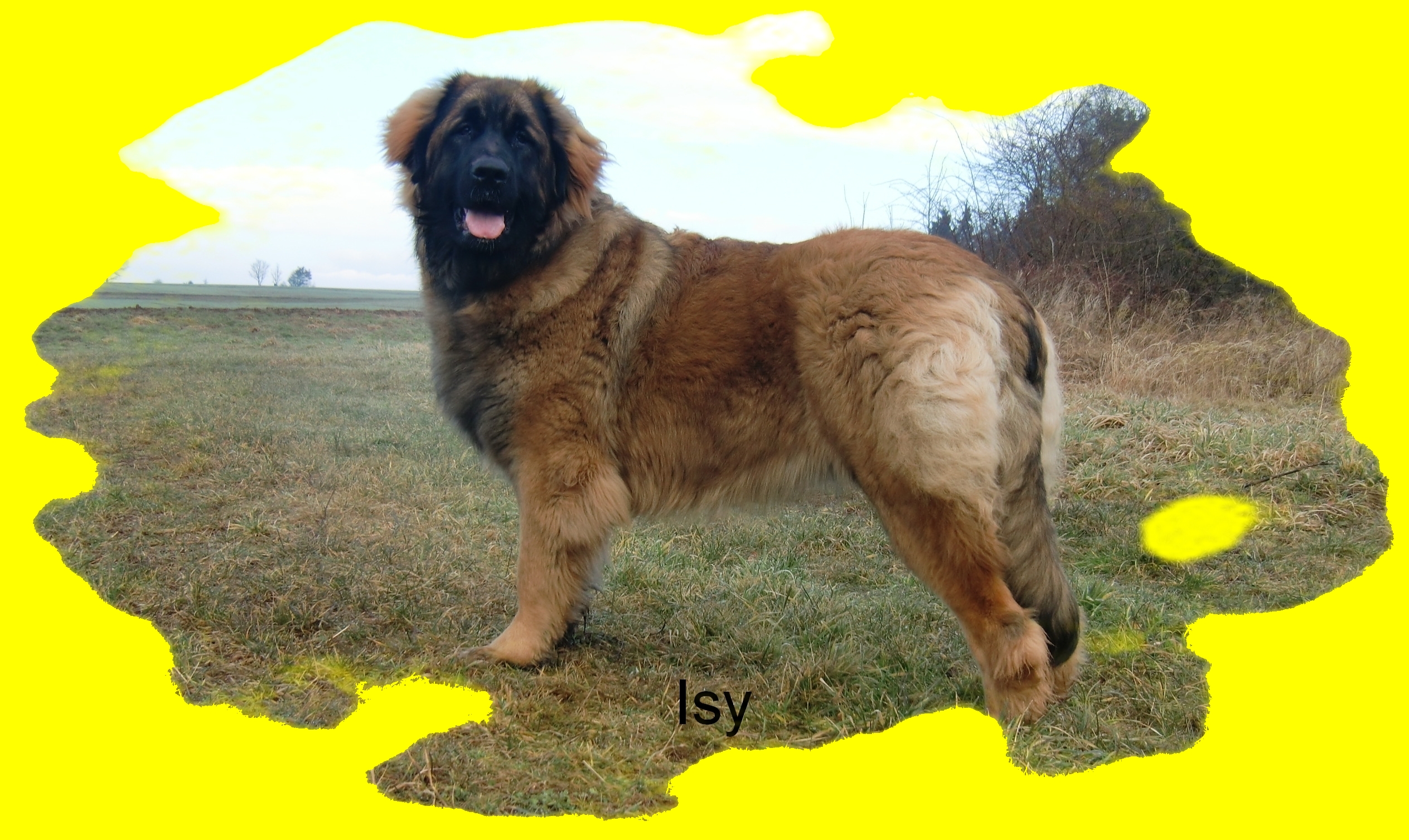 Isy 01