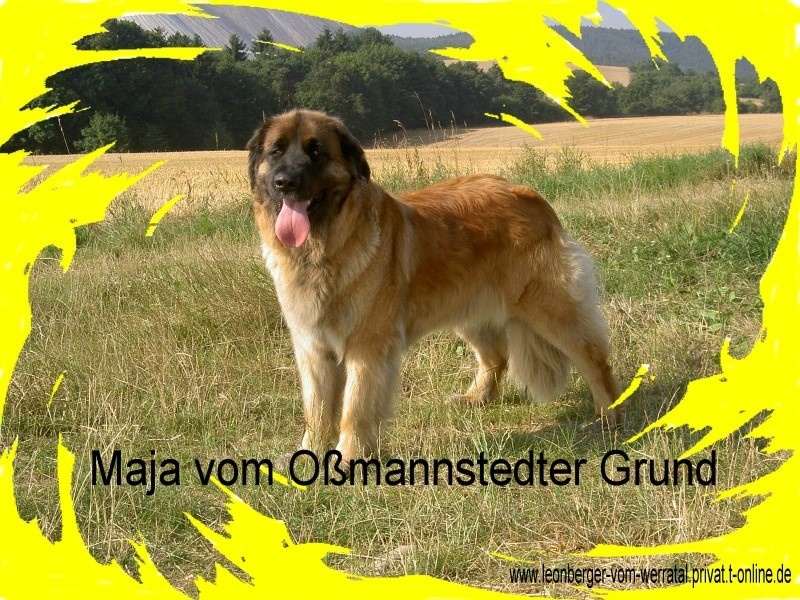 Maja 