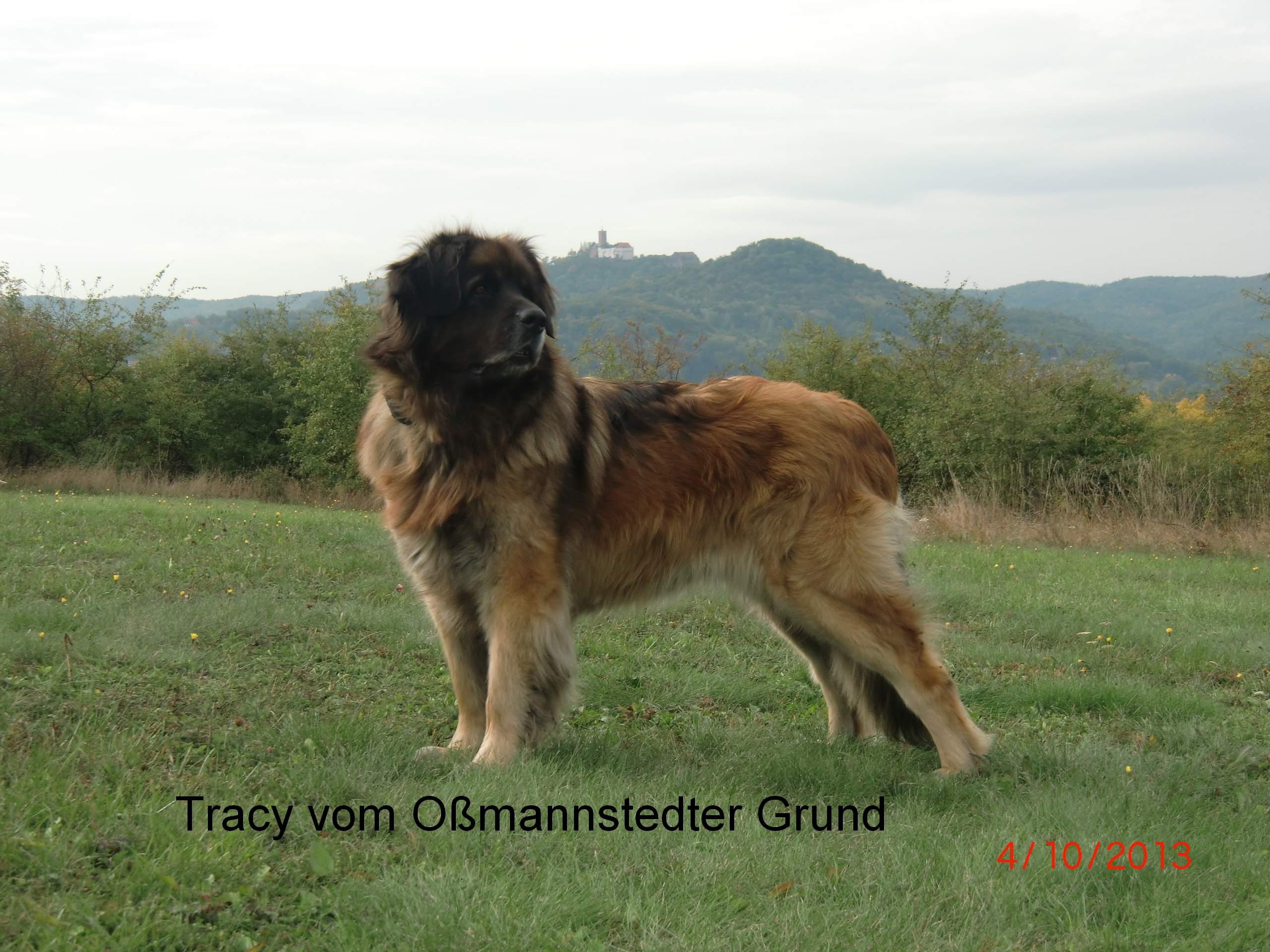 Tracy  10-2013.JPG