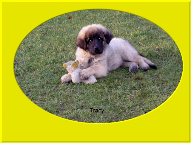 Tracy Welpe
