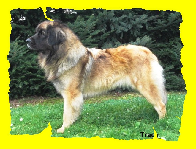 Tracy